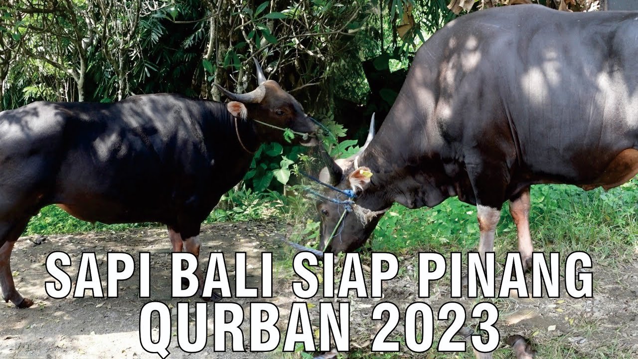 
                                 Kurban-Sapi-Bali-2023